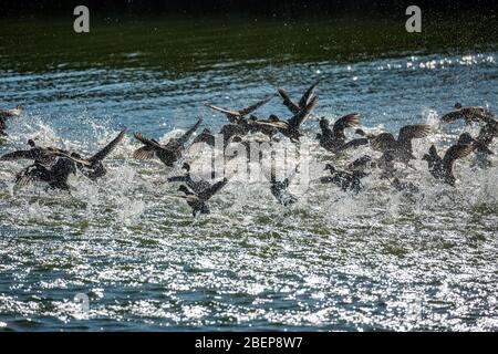 Eine große, überraschte Entenschar zieht in einem Wasserstrahl aus, See Vistonida, Porto Lagos, Region Xanthi, Nordgriechenland. Erstaunliche Natur in Aktion, seichter selektiver Fokus der Vogel-Silhouetten Stockfoto