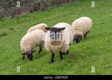 Kleine Gruppe von schwarzen gesichtigen Schafen grasen auf Weide, Washlands, Northampton, Großbritannien Stockfoto