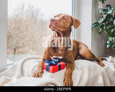 Charmanter Welpe von Schokolade Farbe. Nahaufnahme Stockfoto