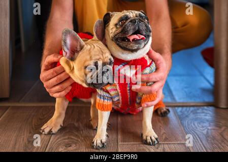 Mann hält und streichelte seine Haustiere Mops Hund und französisch Bulldogge. Glückliche Hunde in Strickpullover zu Hause gekleidet. Hunde und Besitzer im Haus, Haustiere Stockfoto