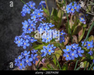 Holz vergessen-mich-nicht (Myosotis sylvatica), 'Blue Sylva', Bayern, Deutschland, Europa Stockfoto