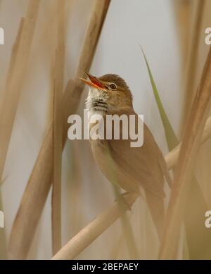 Schildwalder, Akrocephalus scirpaceus, singend, rufend mit Schnabel geöffnet, während auf EINEM Schilf in EINEM Schilfbett gehockt. Aufgenommen in Longham Lakes UK Stockfoto