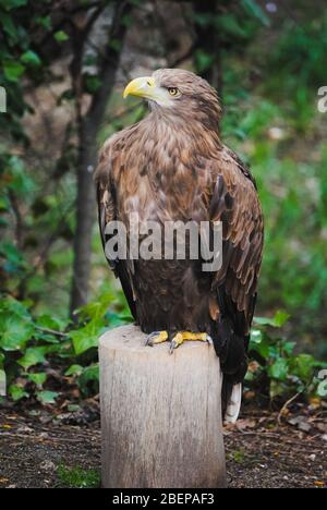 Frontfarbenansicht Bild eines Seeadlers mit einem gelben Schnabel auf einem Stamm und auf einem grünen Hintergrund ruhend (Pigargo European, Seeadler, Stockfoto