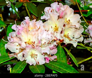 Rhododendron Weihnachten jubeln Blumen im Frühling Stockfoto