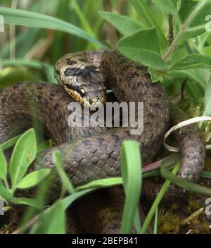 Kopfaufnahme EINER sehr seltenen UK Smooth Snake, Coronella austriaca, auf dem Boden im Gras aufgewickelt. VEREINIGTES KÖNIGREICH Stockfoto