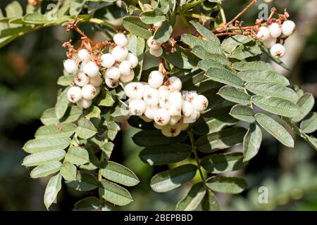 Weiße Beeren auf einem Sorbus-Busch. Stockfoto