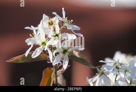 Oranienburg, Deutschland. April 2020. Die Blätter oder Blüten der Steinbirne in einem Garten. Dieser Strauch aus der Familie der Rosen trägt ab Ende Juni essbare Früchte, die in etwa nach Heidelbeeren schmecken. Quelle: Soeren stache/dpa-Zentralbild/ZB/dpa/Alamy Live News Stockfoto