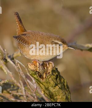 Seitenansicht eines Wren, Troglodytes trglodytes, auf einem Zweig mit hochgezogene Schwanz zum Schutz seines Territoriums thront. Aufgenommen bei Stanpit Marsh UK Stockfoto