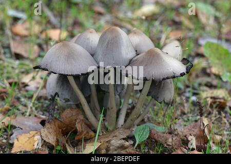 Coprinopsis atramentaria, bekannt als die gemeinsame Tintenkappe, gemeinsame Tintenkappe oder tippler's Fluch, wilde Pilze aus Finnland Stockfoto