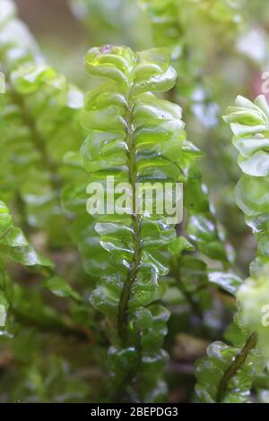 Plagiochila asplenioides, bekannt als Großes Federkraut-Moos Stockfoto