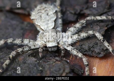 Philodromus margaritatus, bekannt als Flechten-Laufspinne, eine Krabbenspinne aus Finnland Stockfoto