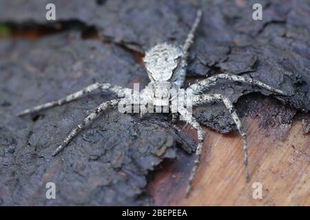 Philodromus margaritatus, bekannt als Flechten-Laufspinne, eine Krabbenspinne aus Finnland Stockfoto