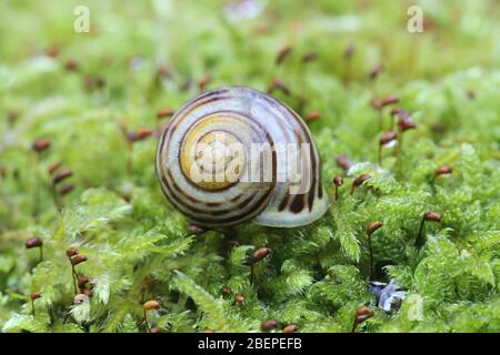 Cepaea hortensis, bekannt als Gartenschnecke oder Weißlippschnecke, fotografiert im März in Finnland Stockfoto