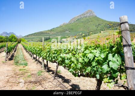 Rebenreihen sonnen sich in der Sonne auf einem Weinberg in Stellenbosch, Südafrika. Im Hintergrund ruht ein Granitberg. Die Reben sind gut gepflegt und produzieren qualitativ hochwertigen Wein. Stockfoto