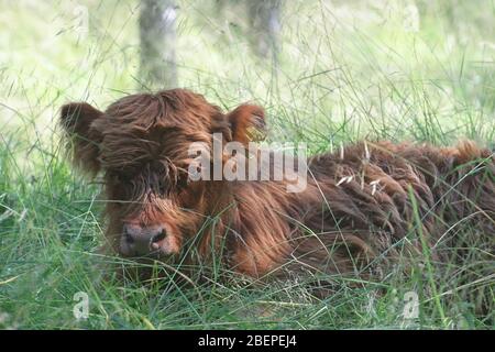 Freireihende Kalbe und Hochlandrinder auf einer Waldweide in Finnland Stockfoto