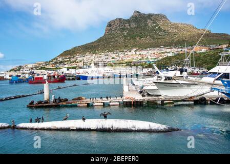 Vögel ruhen auf einem Ponton im Hafen von Hout Bay, nahe Kapstadt. Robben ruhen auf einem Pier im Hintergrund. Die Vögel sind Kormorane. Im Hintergrund liegt eine malerische Stadt. Stockfoto