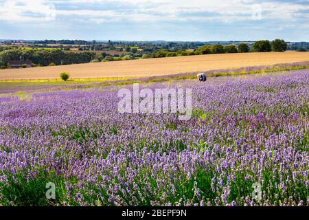 Person in einem Strohhut sammeln Lavendel bei Hitchin Lavender Fields, Großbritannien Stockfoto