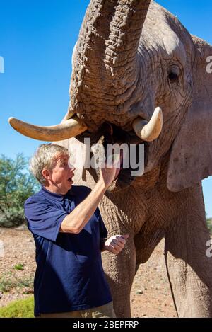 Ein alarmiger Mann legt eine Banane auf die Zunge eines riesigen Elefanten. Der Tourist fütterte das zahme Tier auf einer Tour durch ein privates Wildreservat. Stockfoto