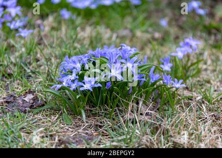 Scilla luciliae, eine der ersten Blüten im Frühjahr, mit kleinen blauen Blüten Stockfoto