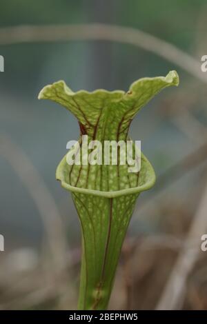 Sarracenia x moorei Stockfoto