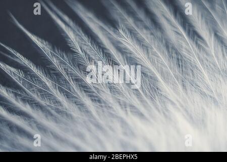 Nahaufnahme Makro der weißen Vogelfeder. Natürliche abstrakte Textur bilden monochromen Hintergrund. Stockfoto
