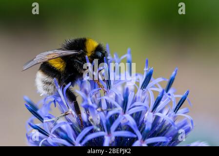 Echinops /ˈɛkɪnɒps/[1] ist eine Gattung von etwa 120 Arten von blühenden Pflanzen aus der Familie der Asteraceae, die auch als Globendistel bekannt ist. Das haben sie Stockfoto