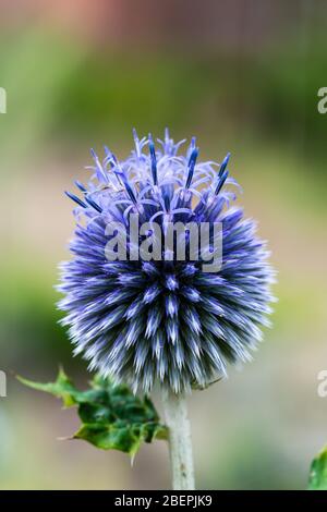 Echinops /ˈɛkɪnɒps/[1] ist eine Gattung von etwa 120 Arten von blühenden Pflanzen aus der Familie der Asteraceae, die auch als Globendistel bekannt ist. Das haben sie Stockfoto