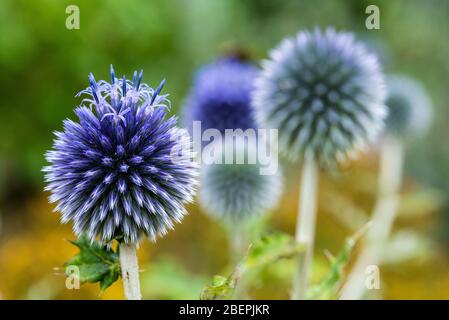 Echinops /ˈɛkɪnɒps/[1] ist eine Gattung von etwa 120 Arten von blühenden Pflanzen aus der Familie der Asteraceae, die auch als Globendistel bekannt ist. Das haben sie Stockfoto