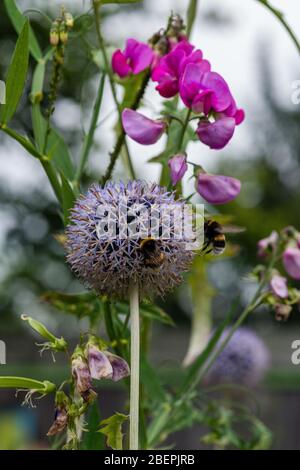 Echinops /ˈɛkɪnɒps/[1] ist eine Gattung von etwa 120 Arten von blühenden Pflanzen aus der Familie der Asteraceae, die auch als Globendistel bekannt ist. Das haben sie Stockfoto