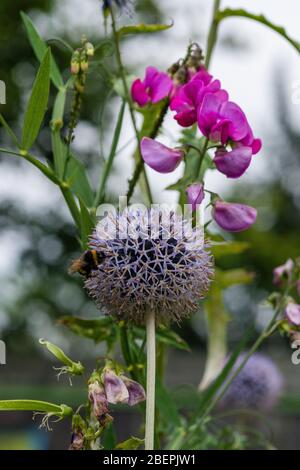 Echinops /ˈɛkɪnɒps/[1] ist eine Gattung von etwa 120 Arten von blühenden Pflanzen aus der Familie der Asteraceae, die auch als Globendistel bekannt ist. Das haben sie Stockfoto