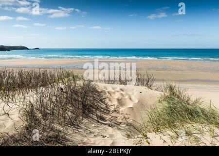 Marram Grass Ammophila arenaria wächst auf dem Sanddünensystem mit Blick auf den Fistral Beach in Newquay in Cornwall. Stockfoto