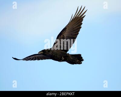 American Crow im Flug am hellblauen Himmel Stockfoto