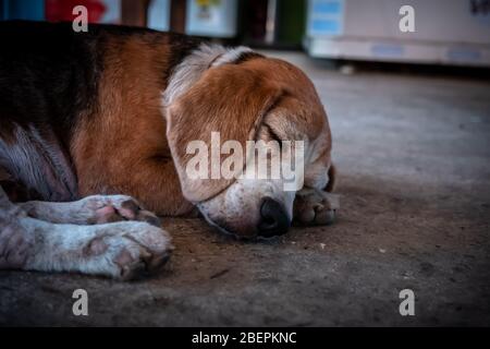 Schmutziger englischer Beagle Straßenhund, süßer englischer Beagle Hund schläft, Nahaufnahme Porträt Foto Stockfoto