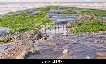 Muschel Nahaufnahme auf einem moosbedeckten Wellenbrecher. Stockfoto