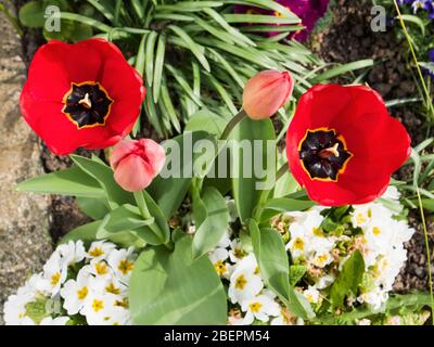 Darwin Hybrid Tulips flowering in a Uk garden. Stockfoto