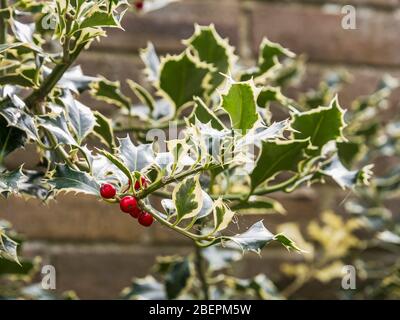 Die Zweige des Stechbusches mit den roten Beeren Stockfoto