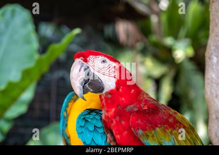 Scharlachara ist der Name dieses Vogels, bekannt als wahrer Papagei und wissenschaftlicher Name ist psittacoidea Stockfoto