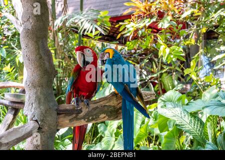 Scharlachara ist der Name dieses Vogels, bekannt als wahrer Papagei und wissenschaftlicher Name ist psittacoidea Stockfoto