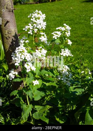 Weiße Blüten der Ehrlichkeit Lunaria annua var albiflora eine jährliche oder zweijährige Gartenblume, die im Herbst ornamentale durchsichtige Samenschoten hat Stockfoto