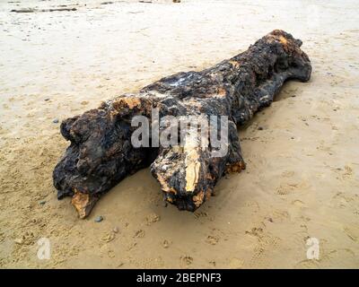 Ein großes Stück Treibholz, Teil eines Baumes liegen auf einem breiten Sandstrand an der Küste von North Yorkshire Stockfoto