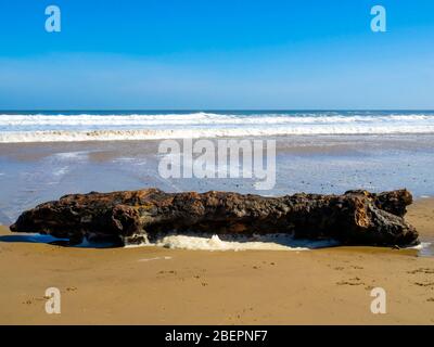 Ein großes Stück Treibholz, Teil eines Baumes liegen auf einem breiten Sandstrand an der Küste von North Yorkshire Stockfoto