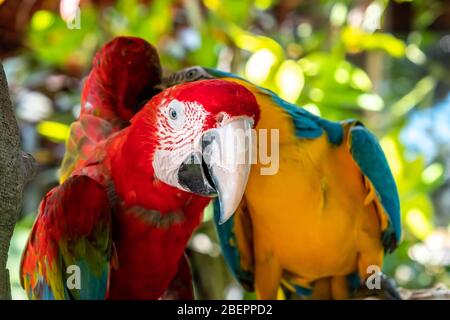 Scharlachara ist der Name dieses Vogels, bekannt als wahrer Papagei und wissenschaftlicher Name ist psittacoidea Stockfoto