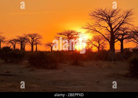 Silhouetten von Baobab und Akazien bei einem afrikanischen Sonnenaufgang Stockfoto