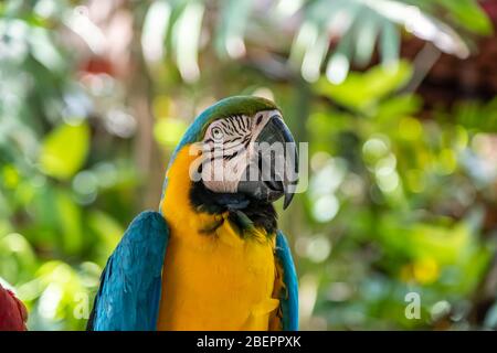 Scharlachara ist der Name dieses Vogels, bekannt als wahrer Papagei und wissenschaftlicher Name ist psittacoidea Stockfoto