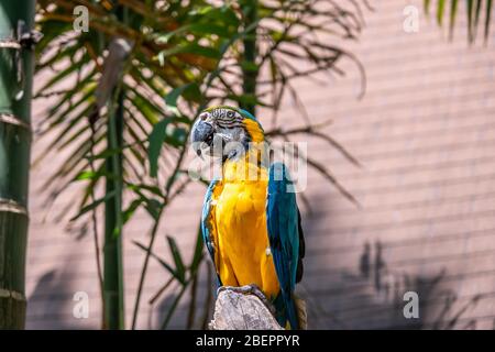 Scharlachara ist der Name dieses Vogels, bekannt als wahrer Papagei und wissenschaftlicher Name ist psittacoidea Stockfoto