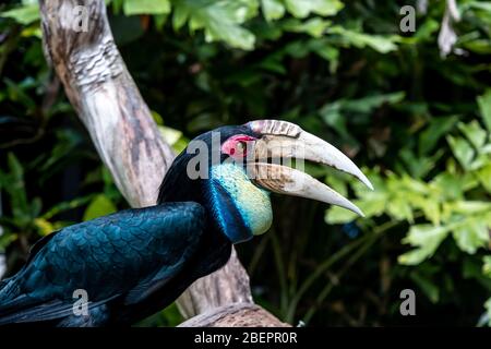 Großer Hornvogel auf Ast, tropischer indischer Hornvogel auf Ast Stockfoto