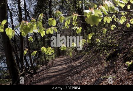 Lange Schatten wirft Baume in der Frühlingssonne auf einem Waldweg am Ufer des Gamensee im Ortsteil Tiefensee (Brandenburg), aufgenommen am 16. April 2019. Das erste zarte Grün des Jahres kontrastiert wunderbar mit den dunklen Baumstämmen und braunen Blättern des letzten Herbstes. Foto: Peter Zimmermann - Nutzung weltweit Stockfoto