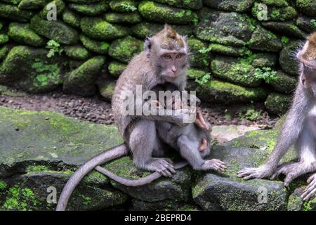 Krabben fressen Makaken Affen Entfernen von Nits oder Läuse von ihrem Affen, bekannt als ' Macaca fascicularis ' Stockfoto