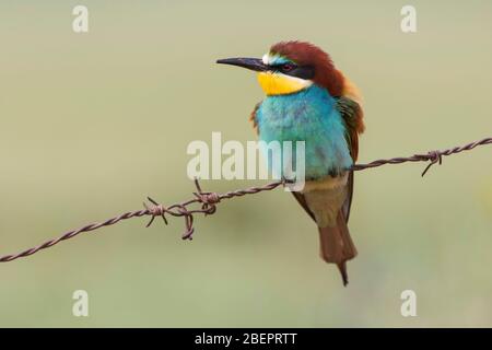 Eater Europäischen oder gemeinsame - Esser (Merops apiaster) auf seiner Stange gehockt Stockfoto