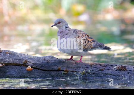 Wilde Turteltaube, Streptopelia turtur in sehr engem Abstand, sitzen auf den Rand des kleinen bemoosten Teich im Sommer europäischen Stockfoto